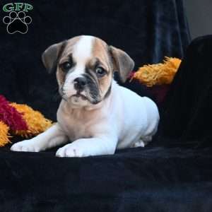 Jax, Miniature Bulldog Puppy